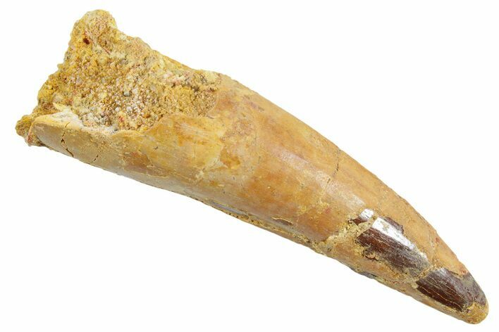 Fossil Spinosaurus Tooth - Real Dinosaur Tooth #363523